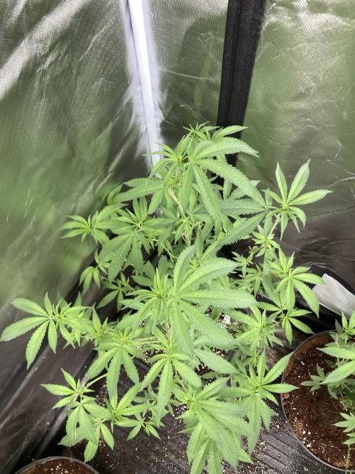 Apples & Bananas x Zoda (Umami Seed Co). Week 14