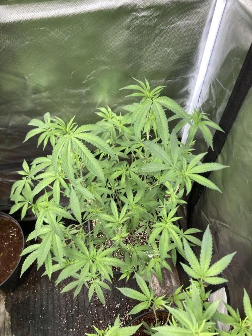 Apples & Bananas x Zoda (Umami Seed Co). Week 14