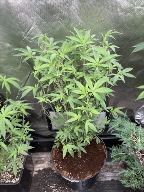 Black Rainbow (LIT Farms). Week 17
