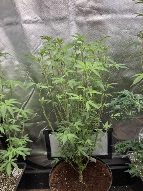 Black Rainbow (LIT Farms). Week 17