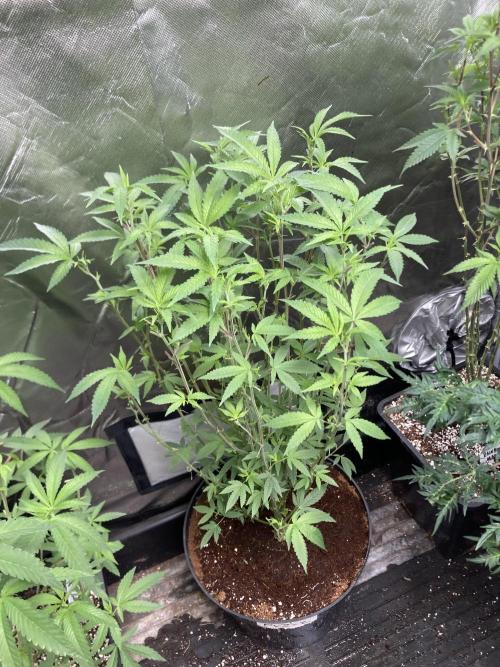 Black Rainbow (LIT Farms). Week 17