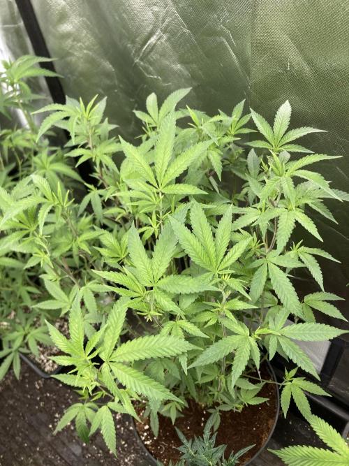 Black Rainbow. Week 17