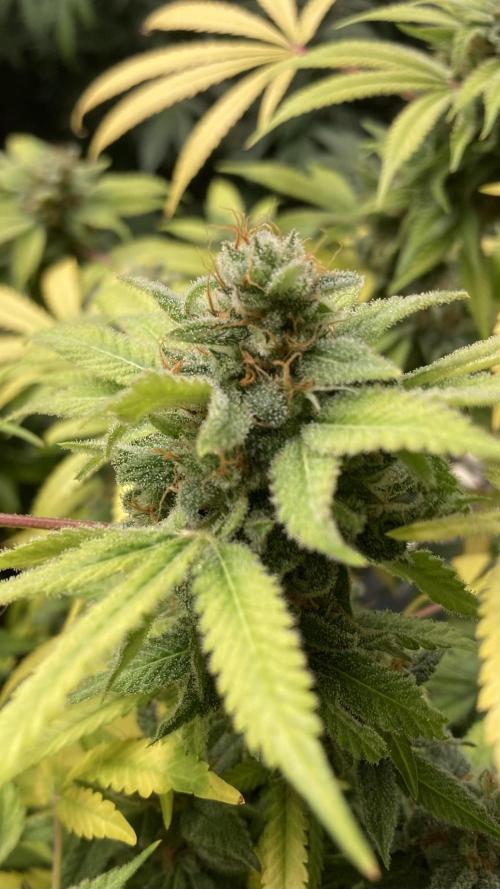 Strawberry Ak (Serious Seeds). Week 18
