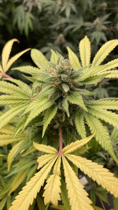 Strawberry Ak (Serious Seeds). Week 18
