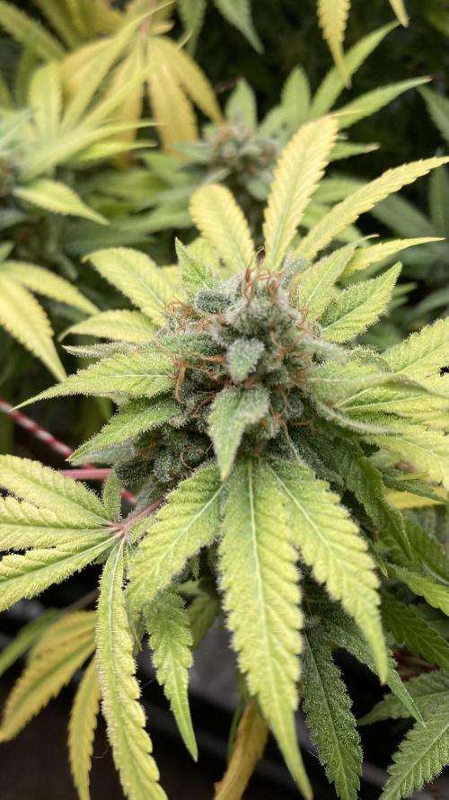 Strawberry Ak (Serious Seeds). Week 18