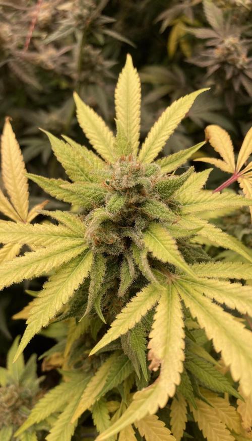 Strawberry Ak (Serious Seeds). Week 18