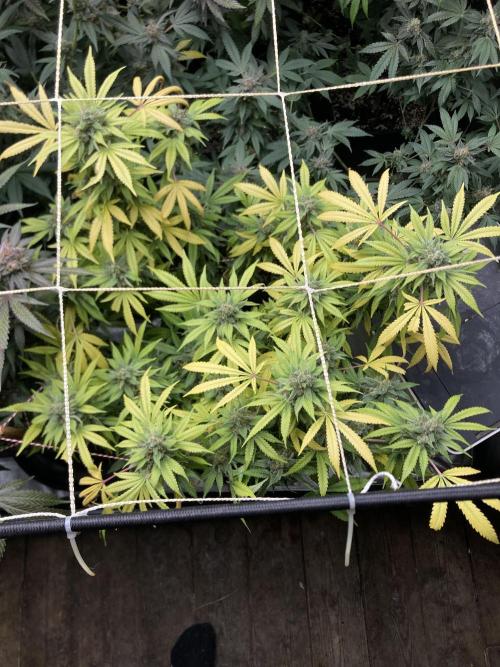 Strawberry Ak (Serious Seeds). Week 18