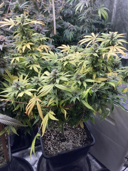 Strawberry Ak (Serious Seeds). Week 18