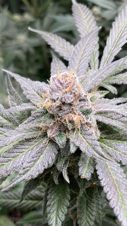 BlackCherry Punch (In House Genetics). Week 18