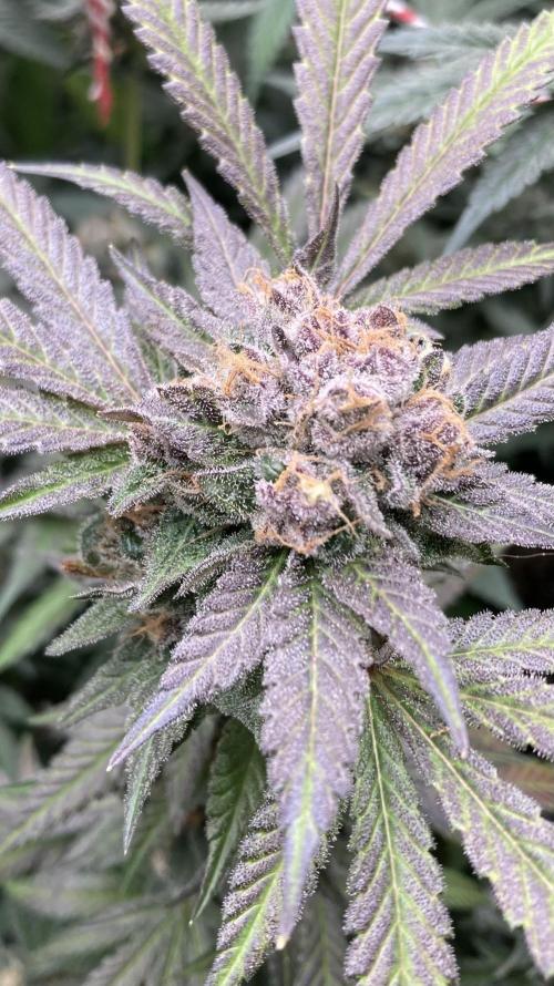 BlackCherry Punch (In House Genetics). Week 18