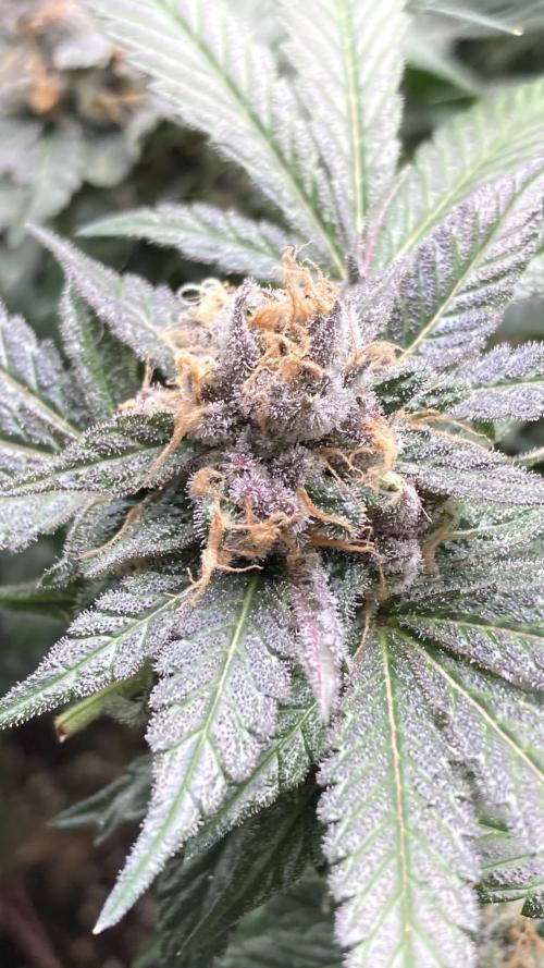 BlackCherry Punch (In House Genetics). Week 18