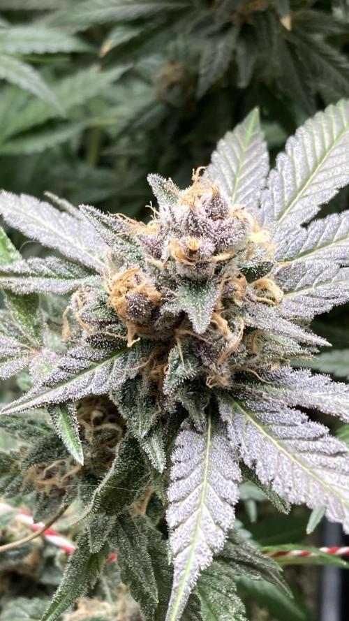 BlackCherry Punch (In House Genetics). Week 18