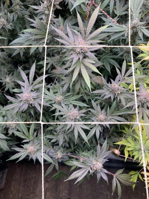 BlackCherry Punch (In House Genetics). Week 18