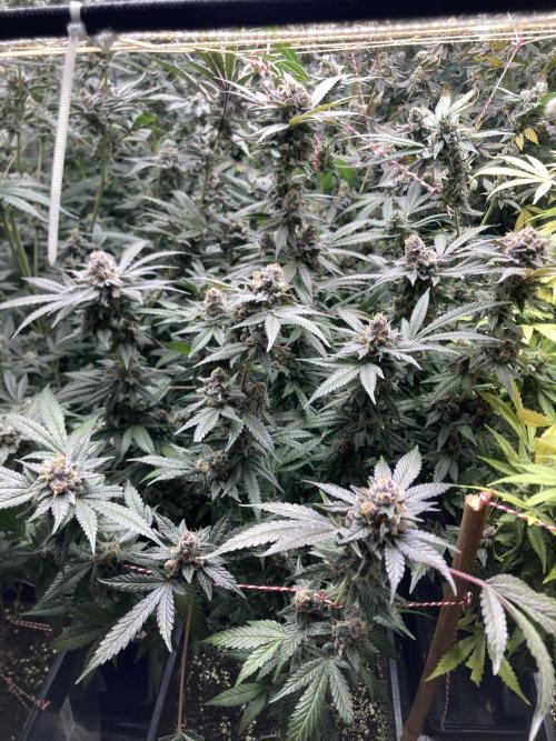 BlackCherry Punch (In House Genetics). Week 18