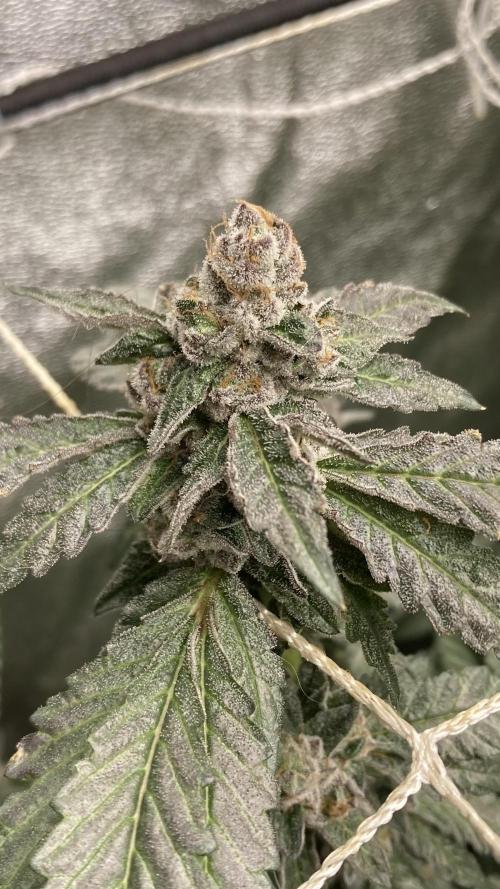 Chrome Dome Clone (Compound Genetics). Week 10