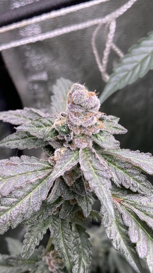 Chrome Dome Clone (Compound Genetics). Week 10