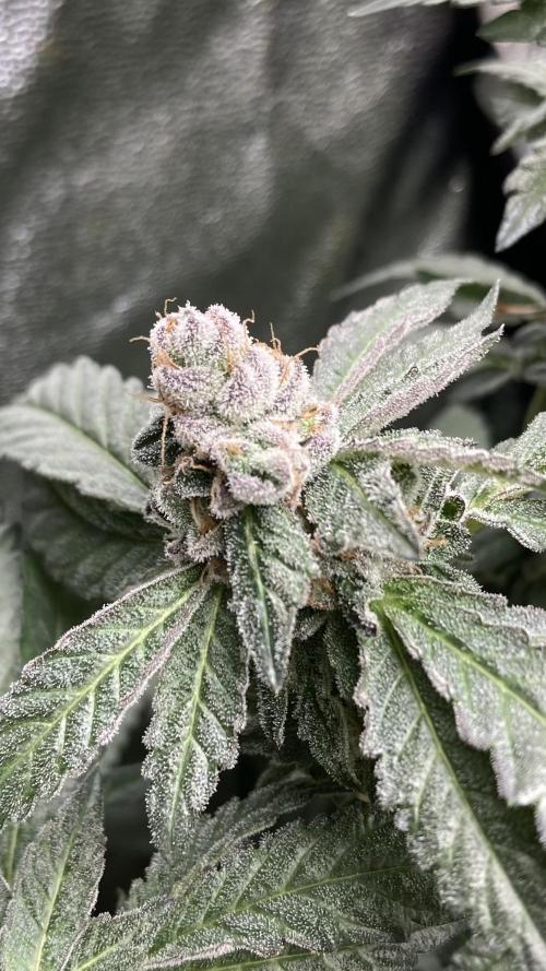Chrome Dome Clone (Compound Genetics). Week 10