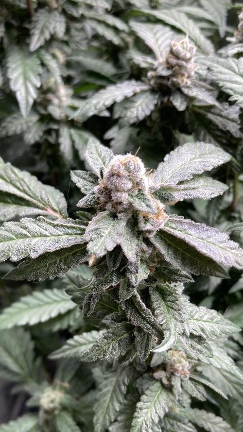 Chrome Dome Clone (Compound Genetics). Week 10