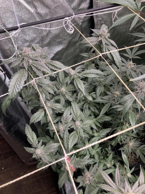 Chrome Dome Clone (Compound Genetics). Week 10