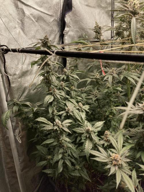 Chrome Dome Clone (Compound Genetics). Week 10