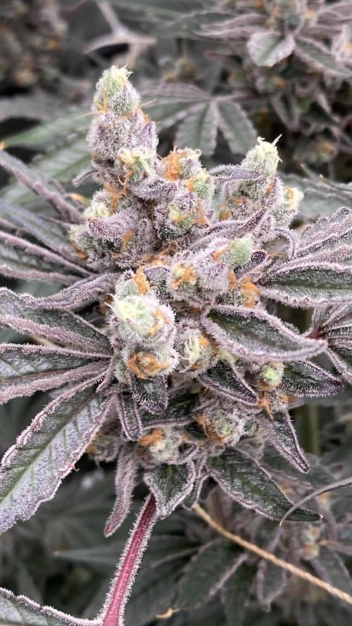 Atomic Jelly (In House Genetics). Week 18