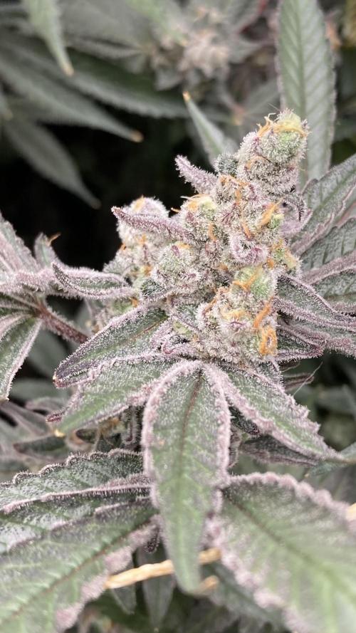 Atomic Jelly (In House Genetics). Week 18