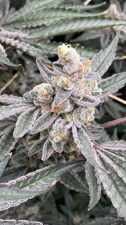 Atomic Jelly (In House Genetics). Week 18