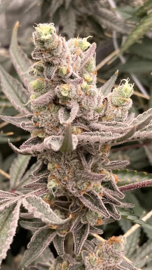 Atomic Jelly (In House Genetics). Week 18
