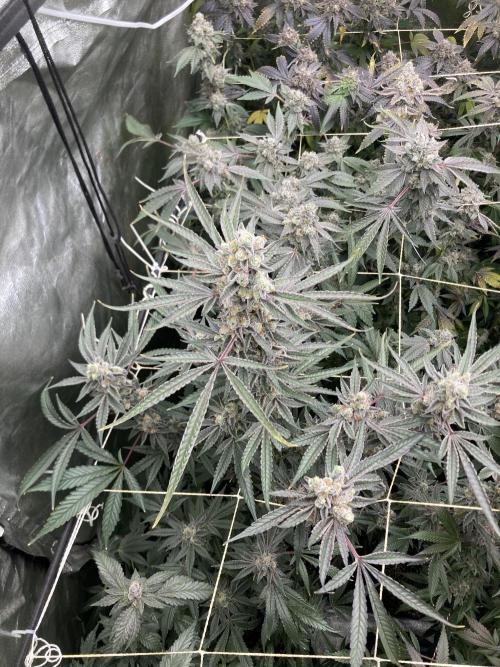 Atomic Jelly (In House Genetics). Week 18
