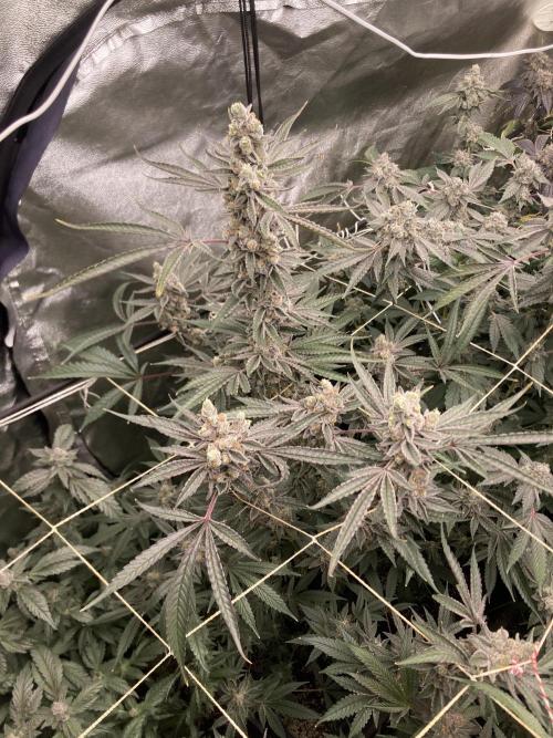 Atomic Jelly (In House Genetics). Week 18