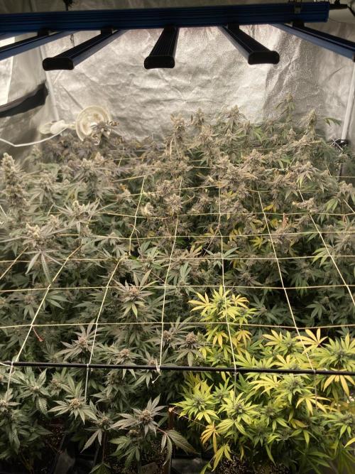 Atomic Jelly (In House Genetics). Week 18
