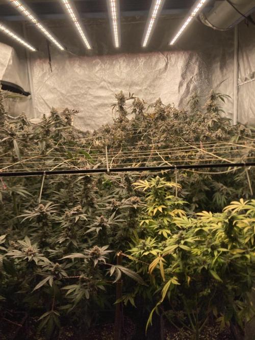 Atomic Jelly. Week 18
