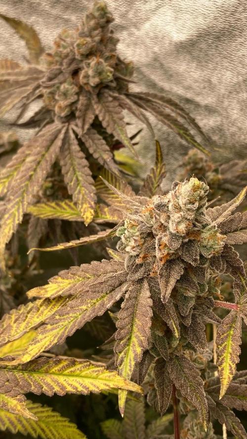 Zoy Sauce Clones (my Cut). Week 11