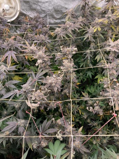 Zoy Sauce Clones (my Cut). Week 11
