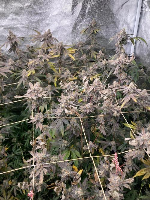 Zoy Sauce Clones (my Cut). Week 11