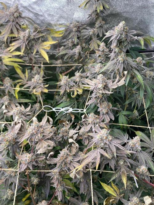 Zoy Sauce Clones (my Cut). Week 11