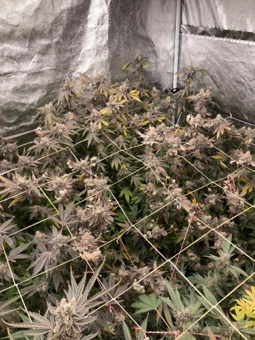Zoy Sauce Clones (my Cut). Week 11