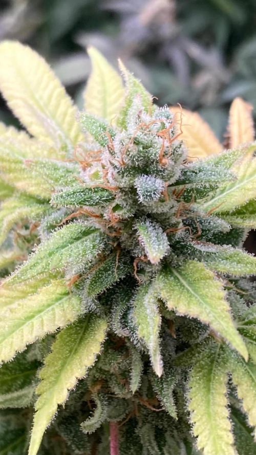 Strawberry Ak (Serious Seeds). Week 19