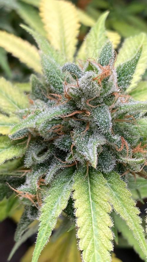 Strawberry Ak (Serious Seeds). Week 19
