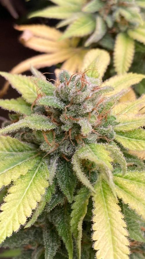 Strawberry Ak (Serious Seeds). Week 19