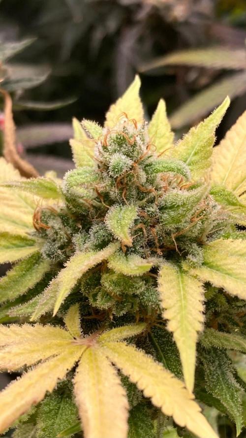 Strawberry Ak (Serious Seeds). Week 19