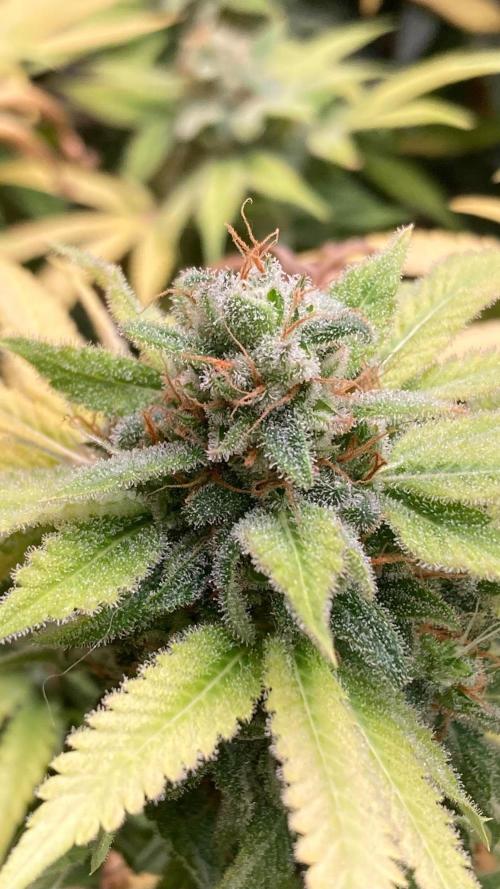 Strawberry Ak (Serious Seeds). Week 19