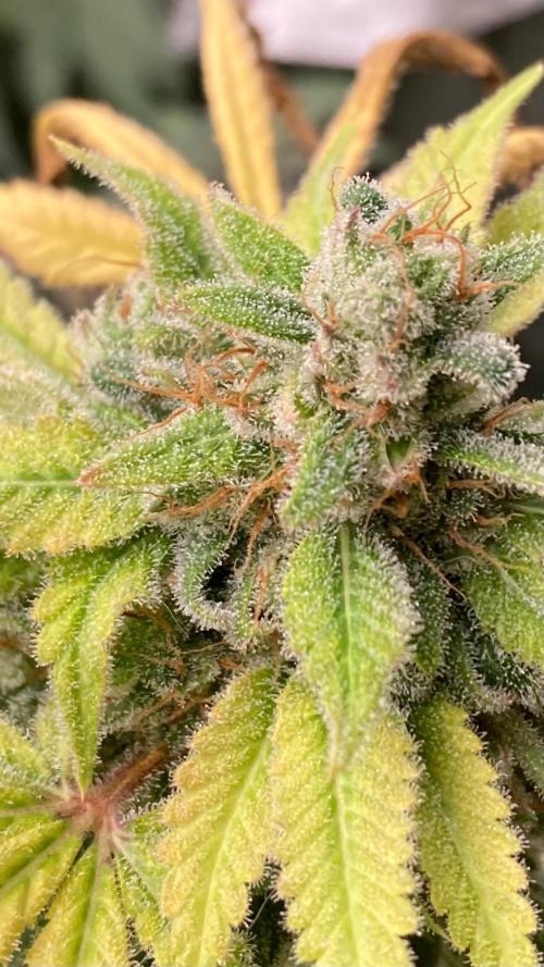 Strawberry Ak (Serious Seeds). Week 19