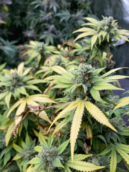 Strawberry Ak (Serious Seeds). Week 19