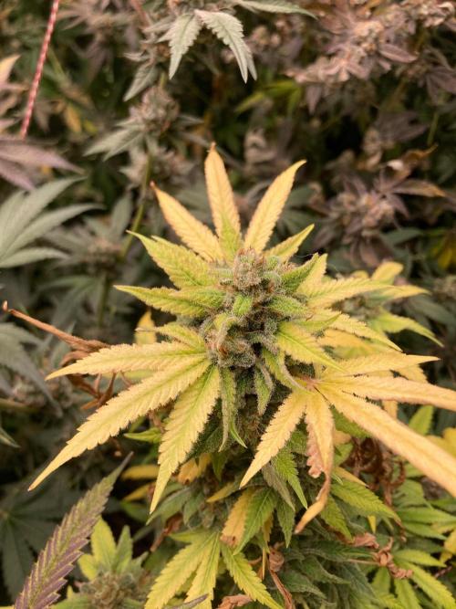 Strawberry Ak (Serious Seeds). Week 19