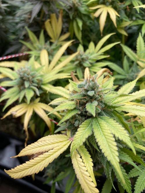 Strawberry Ak (Serious Seeds). Week 19