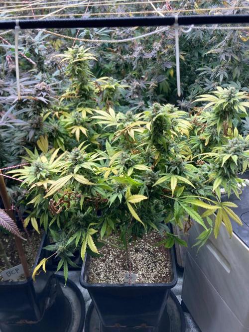 Strawberry Ak (Serious Seeds). Week 19
