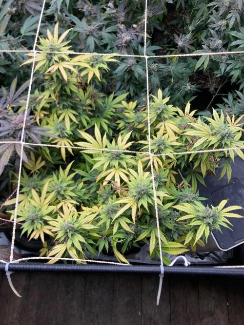Strawberry Ak (Serious Seeds). Week 19