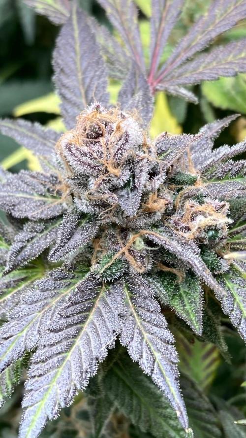 BlackCherry Punch (In House Genetics). Week 19