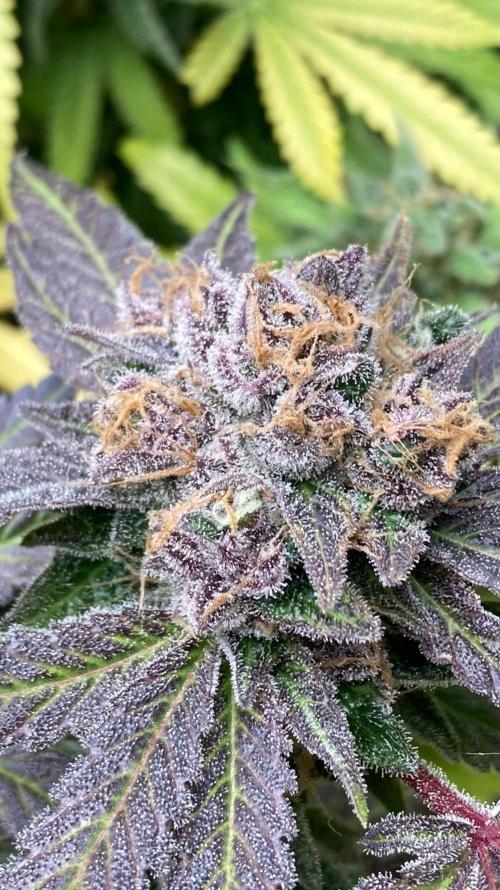 BlackCherry Punch (In House Genetics). Week 19